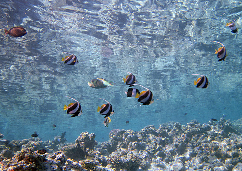 潛水時(shí)怎么進(jìn)行耳壓平衡