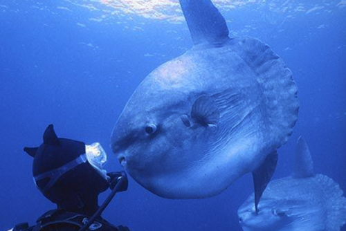 潛水時(shí)驚慌怎么辦？