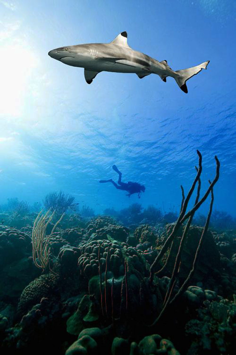 鯊魚(yú)為什么不吃潛水員？