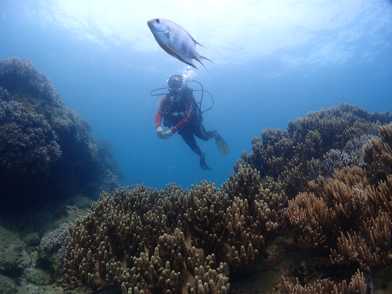 目前世界較大的潛水培訓系統有哪些？