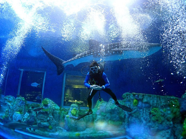 潛在水里，學(xué)做一條靜靜的魚(yú)