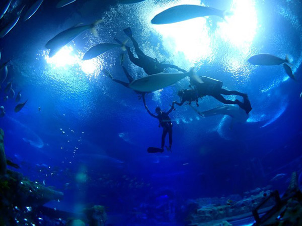 潛在水里，學(xué)做一條靜靜的魚(yú)