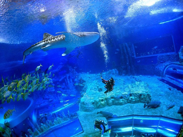 潛在水里，學(xué)做一條靜靜的魚(yú)