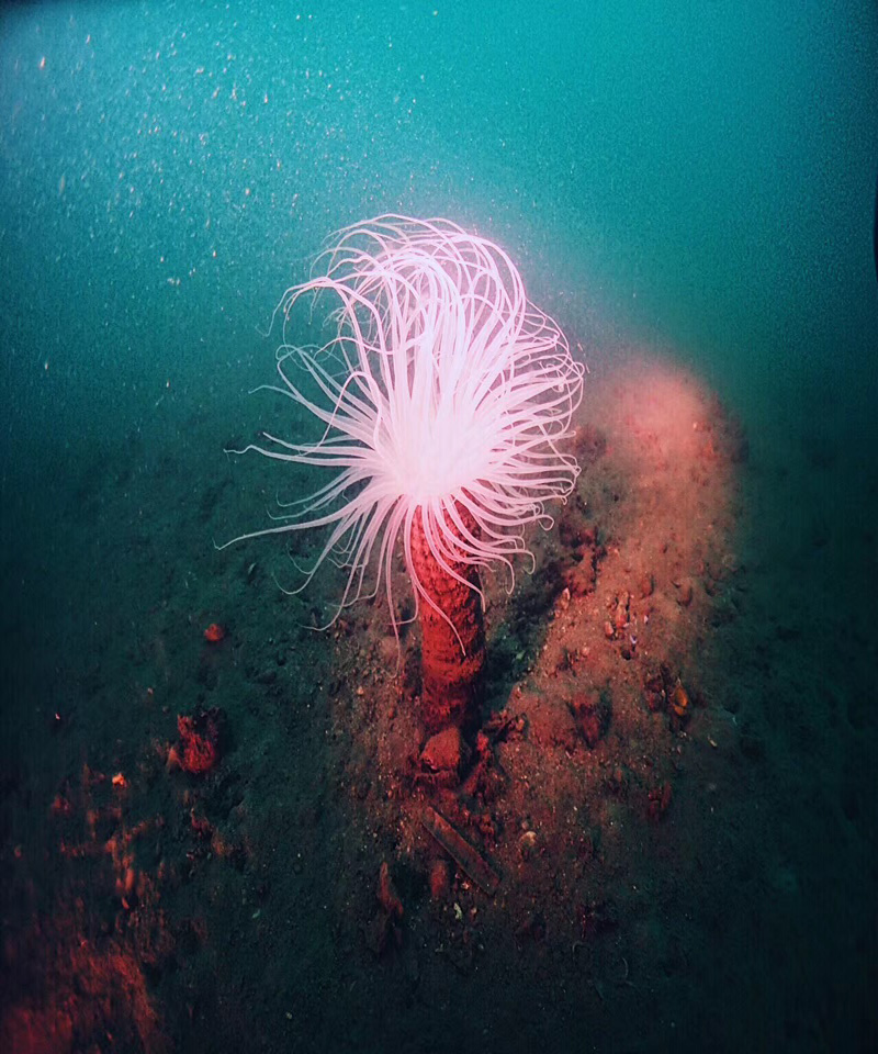 以潛水員的身份花式說(shuō)愛(ài)你