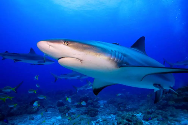 【水肺潛水安全嗎？】轉自PADI