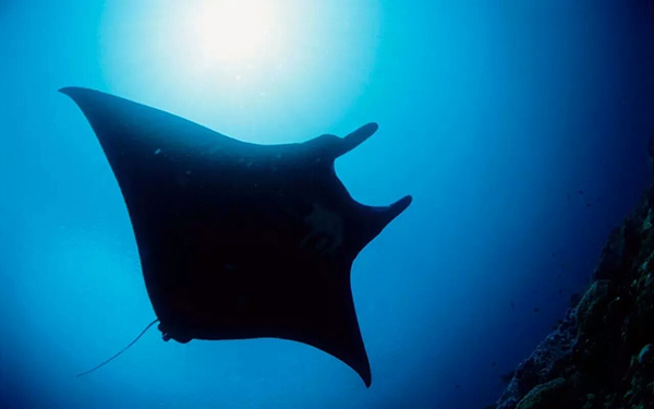 【潛水這艘賊船，這次開(kāi)往上帝的花園】文章轉自/三聯(lián)生活周刊