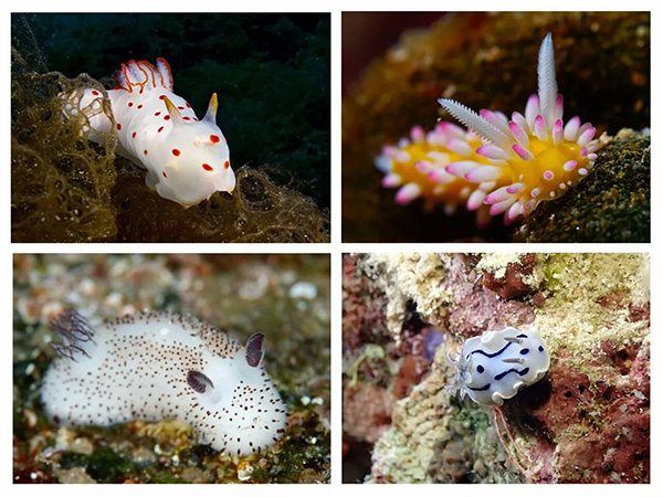 【潛水這艘賊船，這次開(kāi)往上帝的花園】文章轉自/三聯(lián)生活周刊