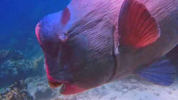 潛水拍照新姿勢，放下你的剪刀手，我們來(lái)這樣拍