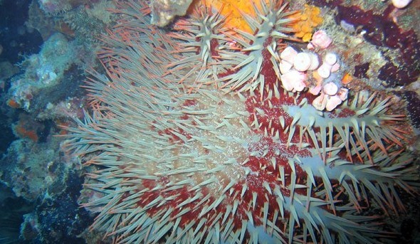 水下被海洋生物傷害到了該怎么辦？