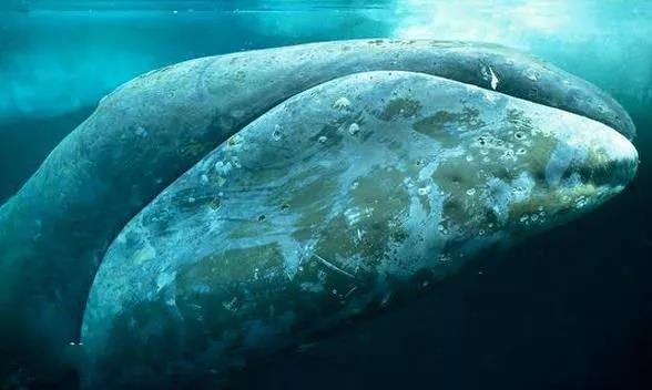 鯨魚(yú)科普-鯨魚(yú)大全送給你