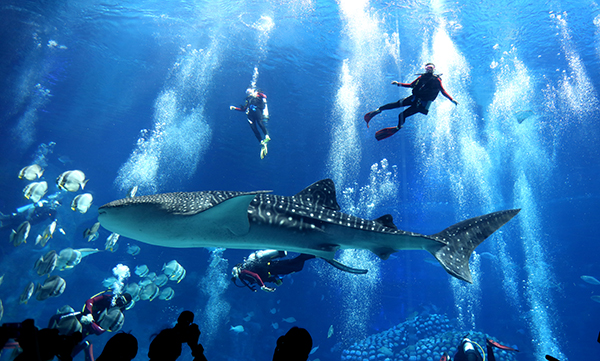 珠海長(cháng)隆海洋王國啟動(dòng)潛水項目運營(yíng)