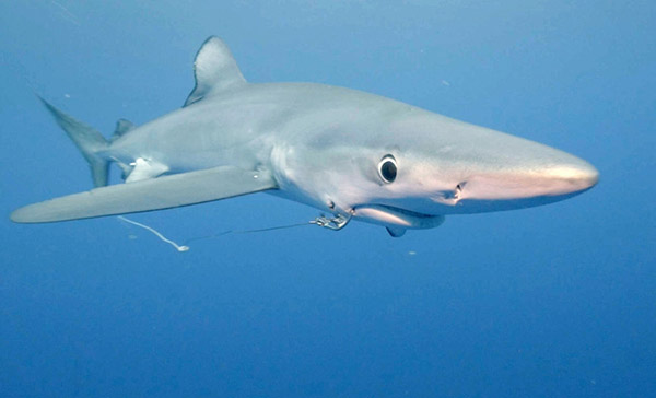 鯊魚(yú)嘴角遭魚(yú)鉤刺穿進(jìn)食困難