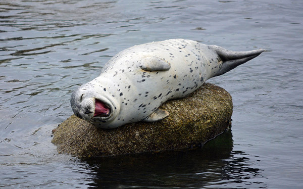 動(dòng)物開(kāi)懷大笑照片大搜羅